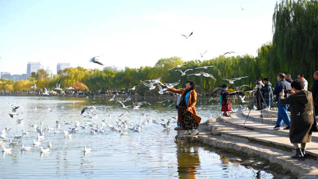 寧夏銀川：“塞上江南”迎來上萬只越冬紅嘴鷗